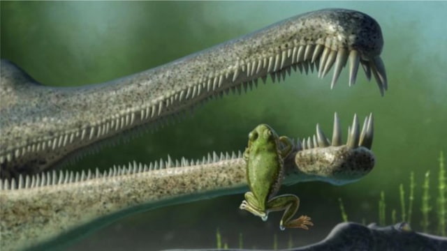 Ilustrasi katak chinle yang sedang bergantung di rahang phytosaurus Foto: Virginia Tech/Andrey Atuchin