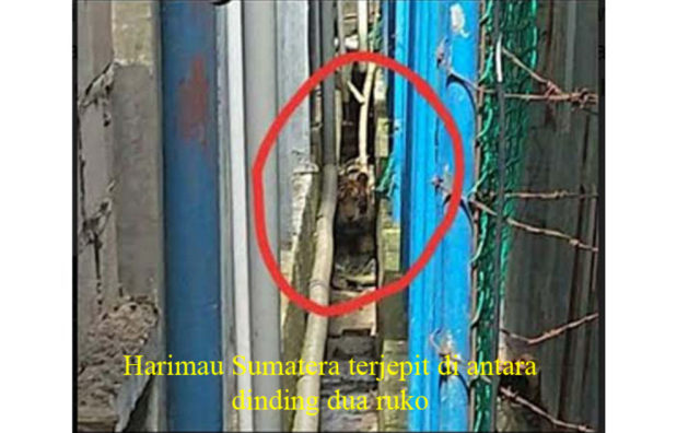 HARIMAU Sumatera saat masuk terjepit id antara ruko ketika masuk ke Pasar di Indragiri Hilir, Riau. 