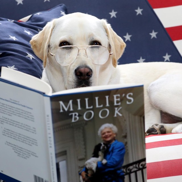 Sully Herbert Walker Bush atau Sully H.W Bush, merupakan anjing mantan presiden amerika ke 41, Goerge H.W Bush. Foto: Instagram/sullyhwbush