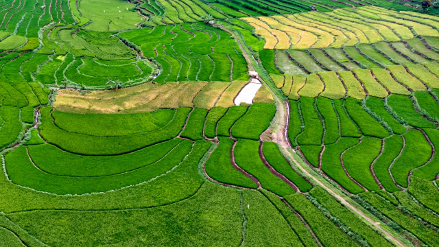 Foto udara areal persawahan Desa Kawengen, Ungaran Timur, Kabupaten Semarang, Jawa Tengah. Foto: Antara/Aji Styawan