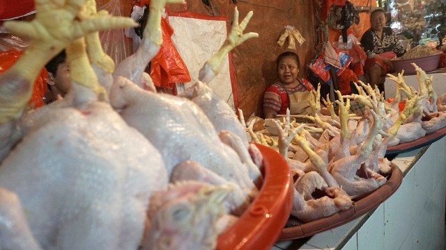 Ilustrasi Ayam. Foto: Fanny Kusumawardhani/kumparan