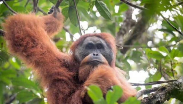 Orangutan Tapanuli Terancam Punah dengan Pembangunan PLTA Batangtoru