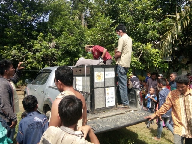 Proses evakuasi induk orang utan di Kecamatan Sultan Daulat, Subulussalam. Foto: Dok. BKSDA