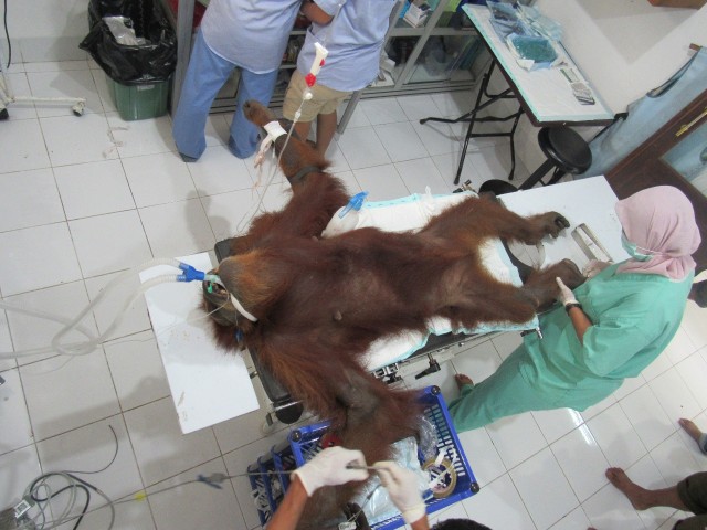 Pemeriksaan orang hutan di Pusat Pusat Rehabilitasi Orangutan di Sibolangit, Sumatera Utara. Foto: Dok. YEL dan SOCP