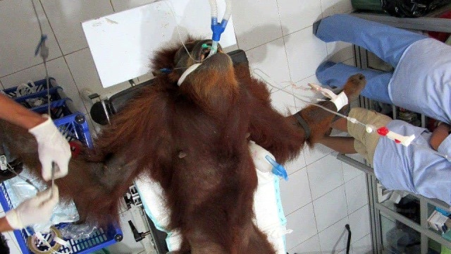 Orang utan di Aceh yang ditembakki. Foto: Dok. Sutopo Purwo Nugroho