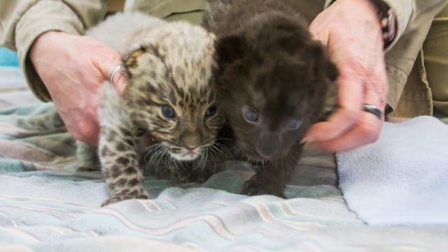 Dua bayi macan tutul amur Foto: Facebook/Connecticut's Beardsley Zoo