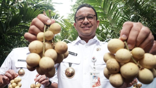 Gubernur DKI Jakarta Anies Baswedan menunjukan duku hasil panen, di Cagar Buah Condet, Jakarta Timur, Kamis (14/3). Foto: Nugroho Sejati/kumparan
