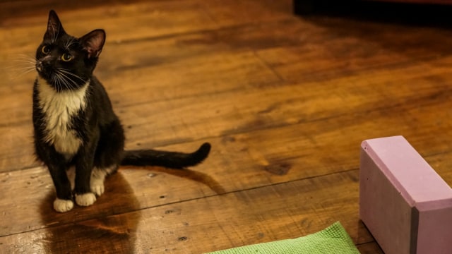 Kucing di Brooklyn Cat Cafe, Brooklyn, New York, AS. Foto: REUTERS/Jeenah Moon