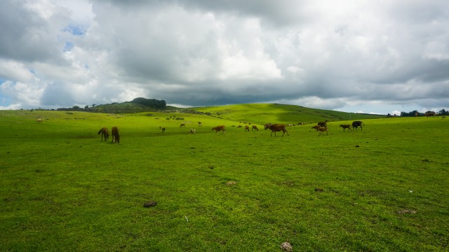 Fulan Fehan, Atambua Foto: Shutter Stock