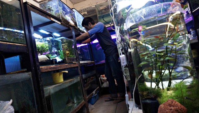 Pusat Promosi Ikan Hias, Jalan Sumenep, Jakarta, Rabu (14/3). Foto: Helmi Afandi/kumparan