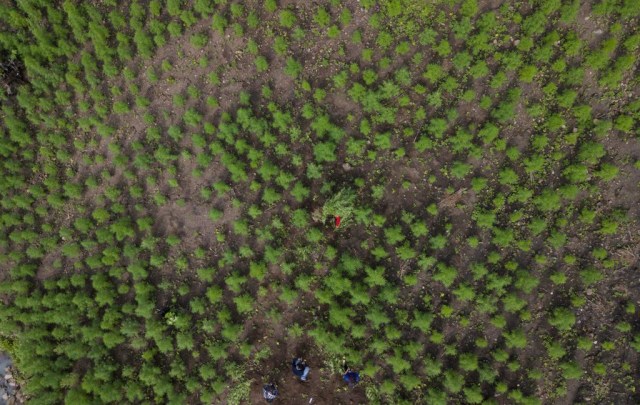 Areal ladang ganja yang dimusnahkan di Montasik, Aceh Besar, Kamis (14/3). Foto: Abdul Hadi/acehkini