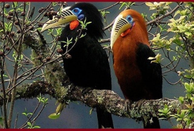 Sepasang burung pecinta yang setia...