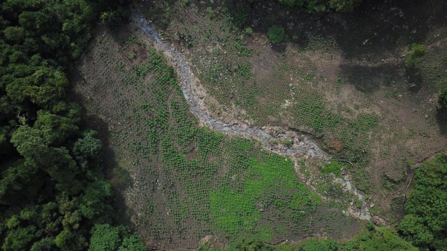 Lokasi ladang ganja yang ditemukan polisi di Montasik, Aceh Besar, Kamis (14/3). Foto: Abdul Hadi/acehkini