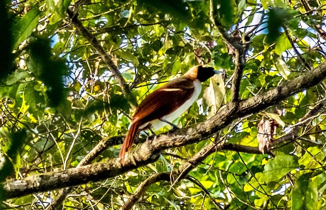 Burung Cenderawasih di di Hutan Nangguo, Sausapor, Tambrauw, Papua Barat. Foto: Dok. Biro Komunikasi Publik Kementerian Pariwisata