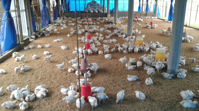 Kawanan ayam ternak. Foto: Tiger Gang/Wikimedia Commons