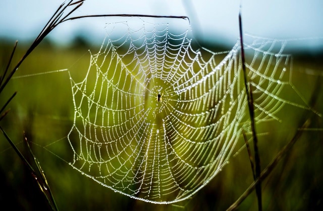 Laba-laba dapat ditemukan pada pagi hari di Bukit Sontiri, Tambrauw, Papua Barat Foto: Dok. Biro Komunikasi Publik Kementerian Pariwisata