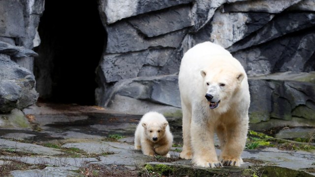 Seekor anak beruang kutub berjenis kelamin betina keluar kandang bersama ibunya setelah diperkenalkan secara resmi ke media di kebun binatang Tierpark Berlin di Berlin, Jerman. Foto: REUTERS / Fabrizio Bensch