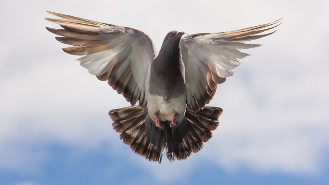 Ilustrasi burung dara. Foto: Pixabay