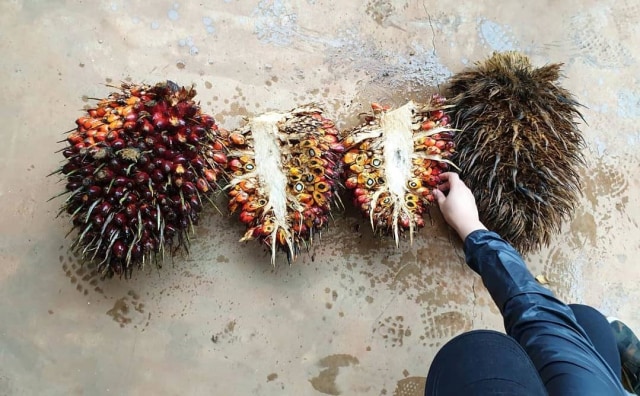 Salah seorang Diplomat Muda sedang mengamati buah kelapa sawit. (Foto: Dokumentasi Pribadi)