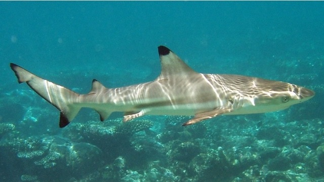Hiu karang sirip hitam atau black tip reef shark di Pulau Mirihi, Maldives. Foto: fishx6 via wikimedia commons.