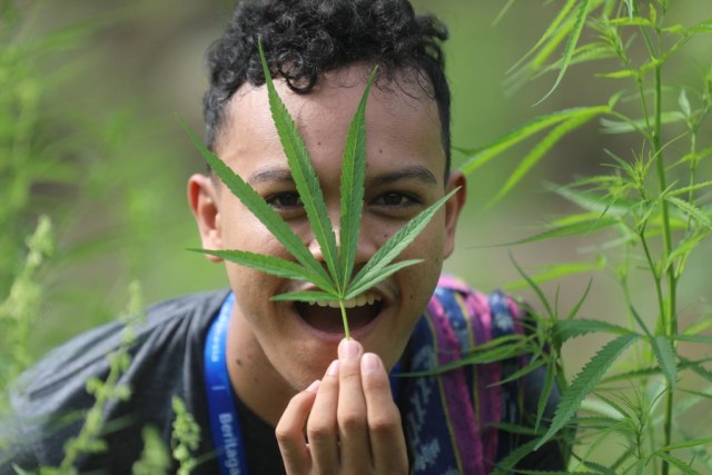 Ilustrasi daun ganja: Foto: Suparta/acehkini