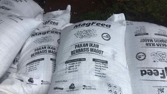 Pakan Ikan dari Magot (larva serangga). Foto: Selfy Momongan/kumparan