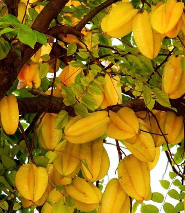 Belimbing Ngrinnginrejo (sumber foto : tempatwisataindonesia.id)