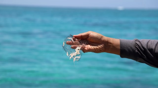 Pemerintah gagalkan upaya penyelundupan 304.354 benih lobster di Batam, Jumat (22/3). Foto: Dok. KKP
