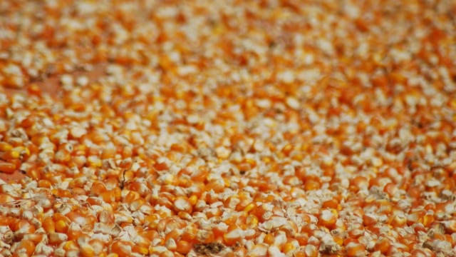 Biji jagung hasil pertanian warga. Foto: Info Dompu