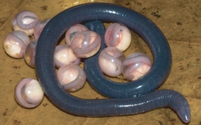 Ilustrasi Chikilidae dan telurnya. Foto: Rachunliu G. Kamei/University of Delhi via Proceedings of the Royal Society B: Biological Science