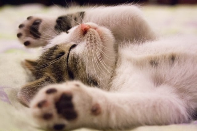 10 Foto Anak Kucing Super Lucu Ini Bakal Bikin Kamu Semangat Lagi