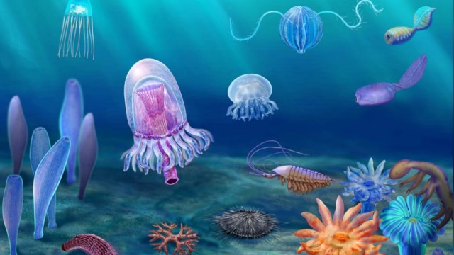 Ilustrasi biota di situs Qingjiang menunjukkan karakteristik awal kehidupan Kambria Foto: Journal Science/Dongjing Fu