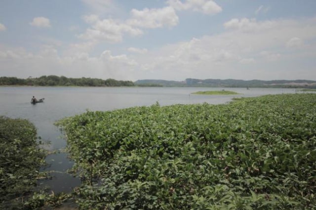 Tanaman Enceng Gondok tampak memenuhi bagian pinggir Waduk Duriangkang. (Foto: Johannes Saragih/Batamnews)