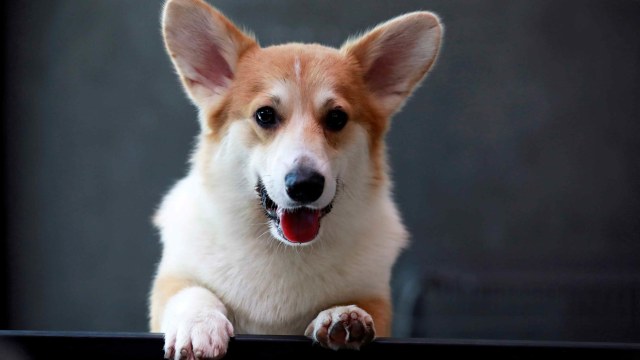 Foto ilustrasi: Anjing berjenis corgi di Corgi in the Garden, Bangkok, Thailand. Foto: Reuters/Soe Zeya Tun
