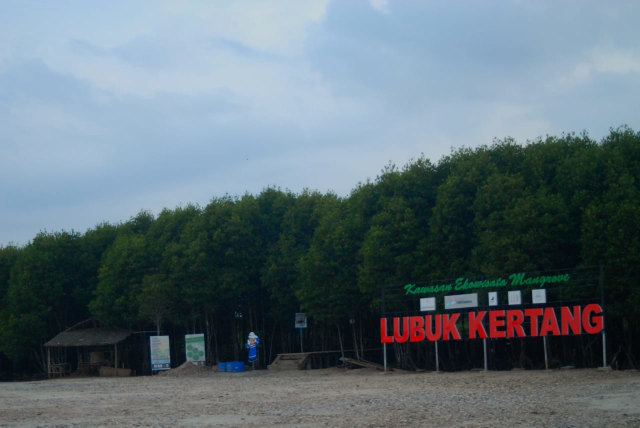 Indahnya ekowisata mangrove di Langkat