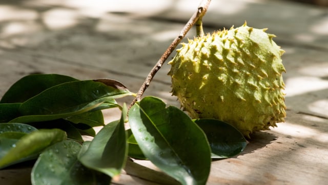 Ilustrasi Daun Sirsak Foto: Shutterstock/Sasanajai