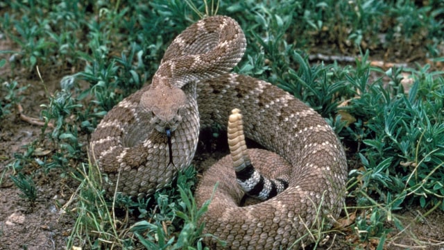 Penampakan ular derik. Foto: Gary Stolz via wikimedia commons.