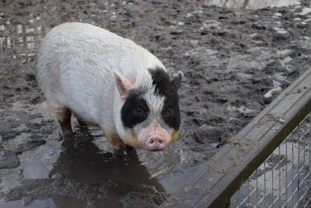 Ilustrasi Kandang Babi Foto: JinhoLee/Pixabay