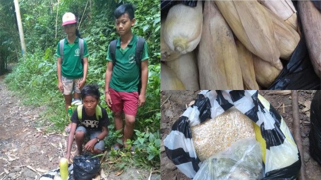 Perjuangan Marianta dan dua temannya harus berjalan sehari sebelum ujian pemantapan berbekal jagung (Foto: Facebook/Andy Karyasa Wayan)