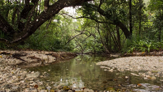 Taman Nasional Ujung Kulon Foto: Wikimedia Commons