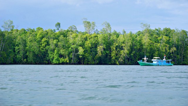 Sebuah kapal melintasi kawasan hutan mangrove di Kabupaten Teluk Bintuni. Foto: Fachrul Irwinsyah/kumparan