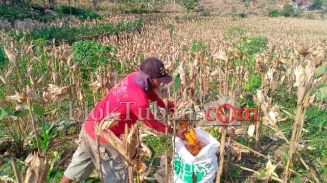 Perbandingan Jagung Singa dan Sableng Ala Petani Perbukitan