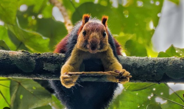 Tupai Malabar Foto: instagram/kaushik_photographs