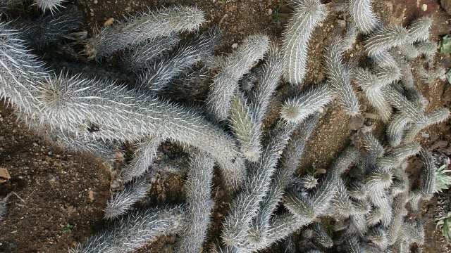 Foto: commons.wikimedia.org