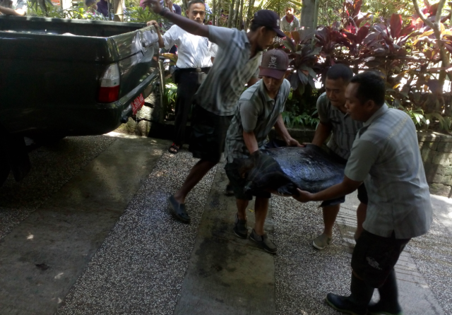 Labi-labi temuan warga. Foto: atx