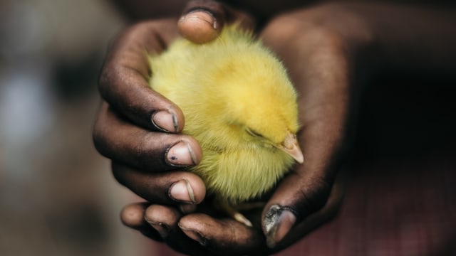 Ilustrasi anak ayam Foto: Pixabay