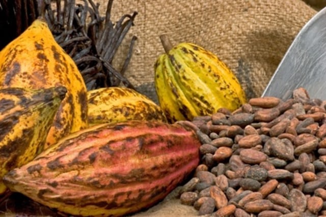 Bergairah, Puslitkoka Jember produksi 40 juta benih kopi dan kakao