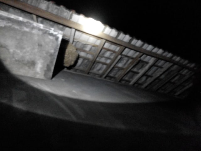 Tim Damkar Bojonegoro Bantu Warga Evakuasi Sarang Lebah