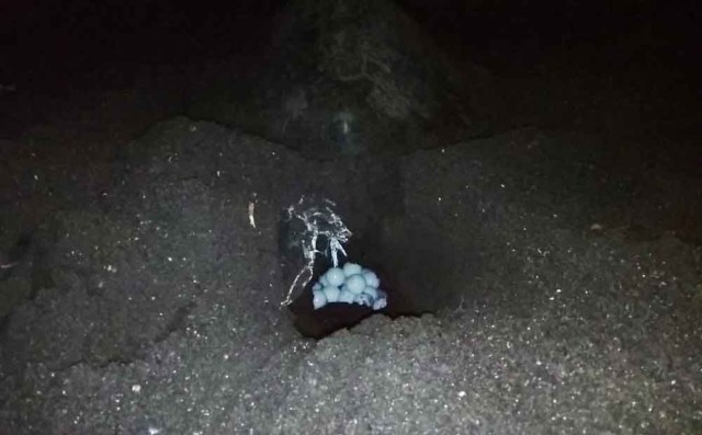 Penyu bertelur di Pantai Boom Banyuwangi