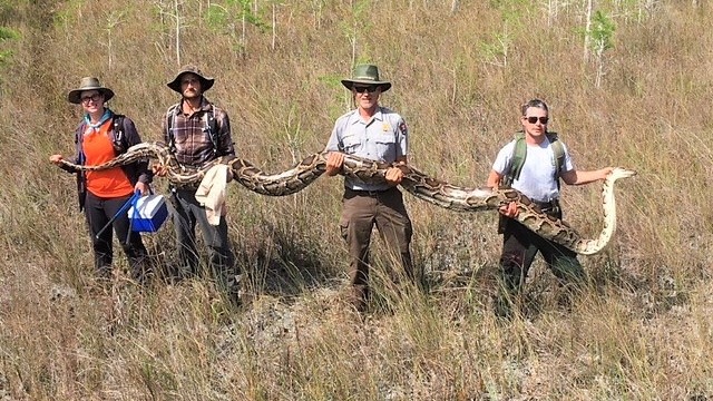 Ular piton 5,2 meter yang ditangkap pakai jebakan "Yudas". Foto: Big Cypress National Preserve via Facebook.